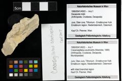 Foto (Objekt + Etiketten) von Cracensigillatus acutirostris (Moericke, 1889) 